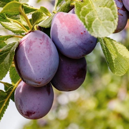 Pianta frutto susino - pianta,