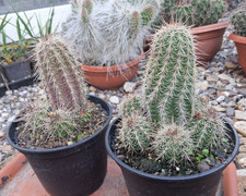 Echinocereus polyacanthus big
