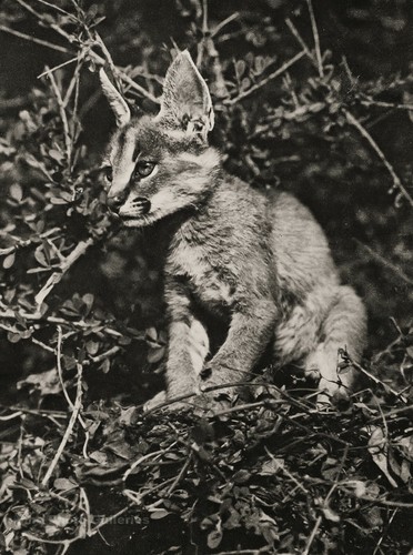1929 originale africa caracal - originale,