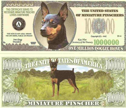Miniature pinscher dog min pin - miniature,