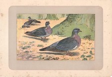 Stampa antica UCCELLI COLOMBACCIO Columba palumbus 1907 Old antique print