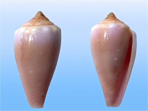 Conidae conus balteatus f - conus,