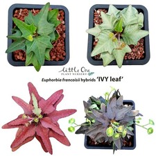 Semi ibridi Euphorbia