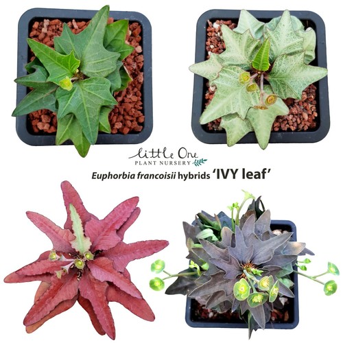 Semi ibridi euphorbia - ibridi,
