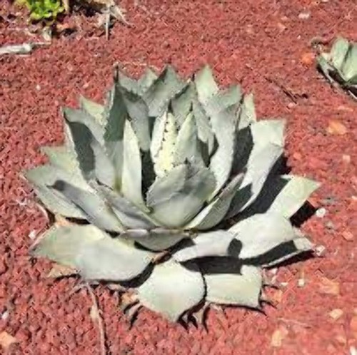 Agave flexispina vaso - flexispina, (vaso
