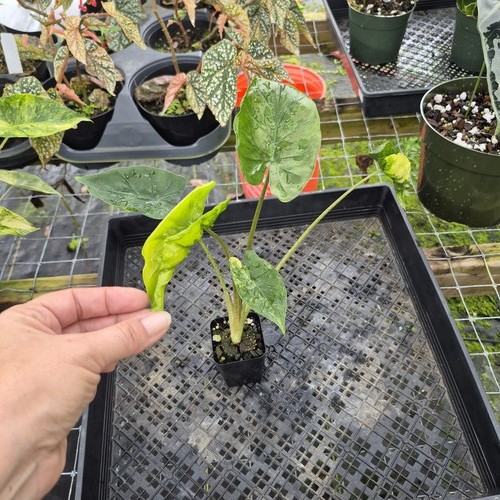 Alocasia macrorrhiza schock - macrorrhiza,