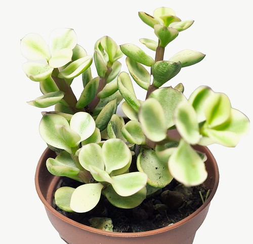 Portulaca afra variegata - portulaca, vaso