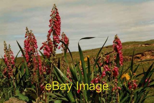 Photo 6x4 foxgloves digitalis - 6x4,