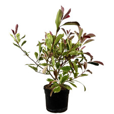 Pianta di PHOTINIA variegata LOUISE MECLARLOU cesp. h 70 cm VASO 18 FOTO REALE
