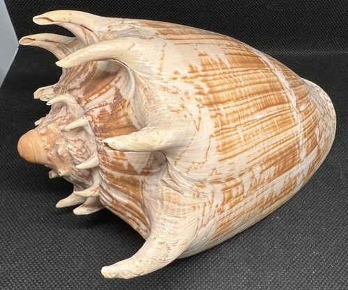 Conchiglia cymbiola imperialis - conchiglia,