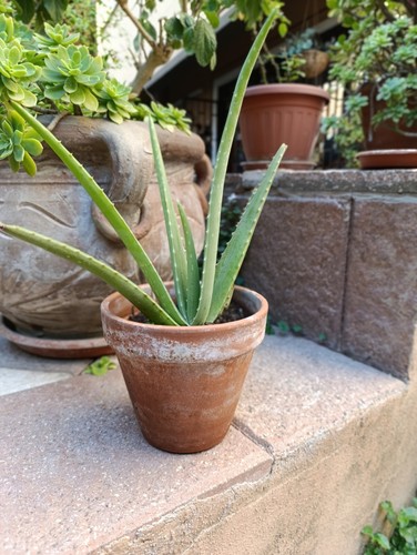 Pianta aloe vera varie misure - pianta,