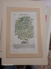 Stampe antiche ERBARIO