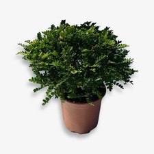 Pianta di Zanthoxylum (Pepe