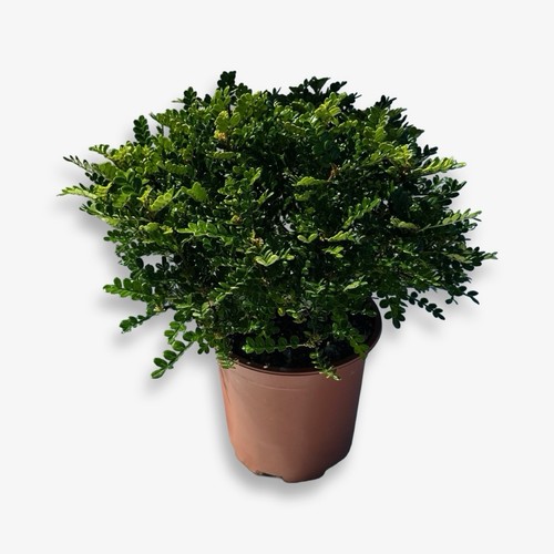 Pianta zanthoxylum pepe - pianta, (pepe