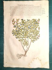 MATTIOLI MATTHIOLI Erbario a