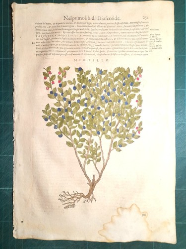Mattioli matthioli erbario - matthioli,