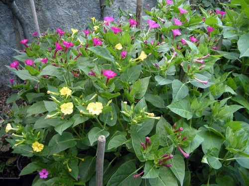 Semi fiore bella di - 30,
