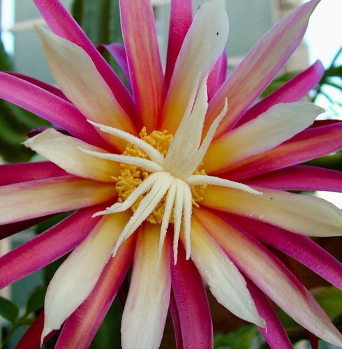 Selenicereus anthonyanus