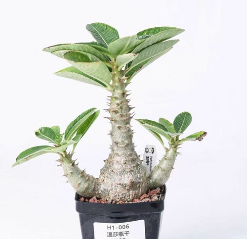 Pot 5cm rare pachypodium - pot,