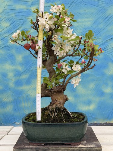 Joe bonsai mela mallus - mela,