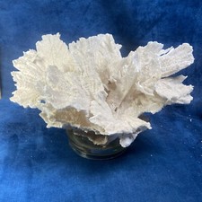 MONTIPORA  SP Collection Ancienne