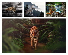 TIGRE ANIMALI LUPO FORESTA