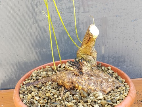 Bonsai glicine 35x30cm in - di,