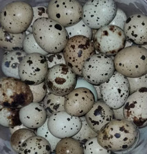 12 uova di quaglia feconde/fertili, per incubazione, da diverse razze