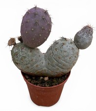 Tephrocactus Geometricus F