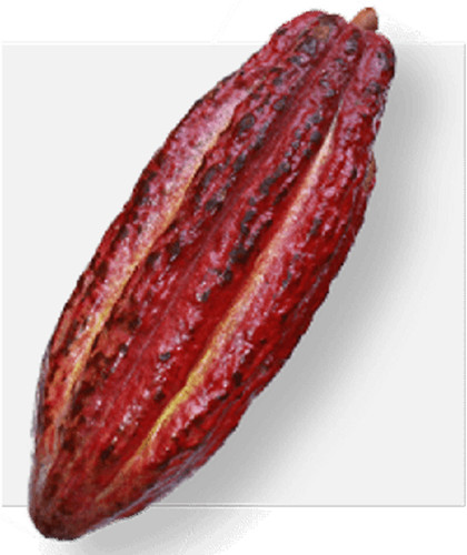 Pianta cacao trinitario 5 - pianta,