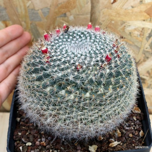 Mammillaria haniana vaso - mammillaria,