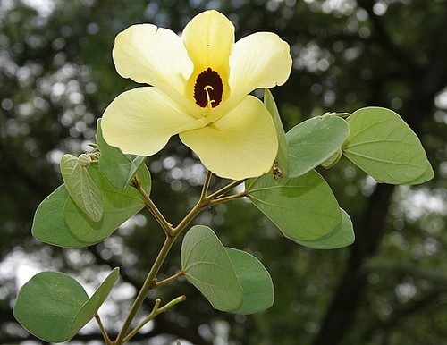 Bauhinia tomentosa thomas - tomentosa,, st