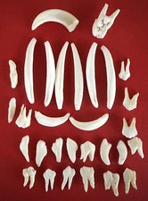 LOTTO DI 30 DENTI DI CINGHIALE