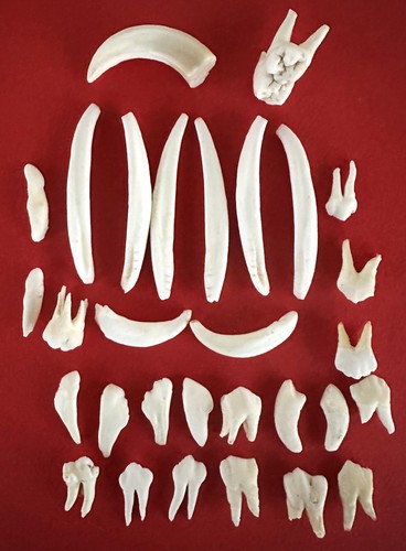 Lotto denti di - lotto, 30