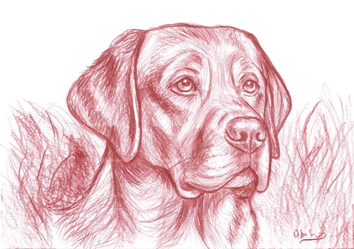Disegno originale labrador - labrador, a