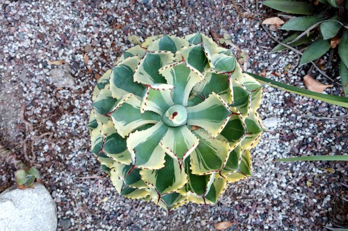 Agave kissho khan - khan, lucky