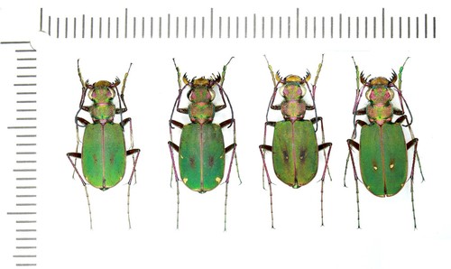 Cicindelidae cicindela - cicindelidae,,