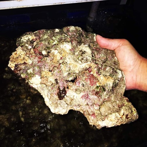 Rocce vive per acquario marino