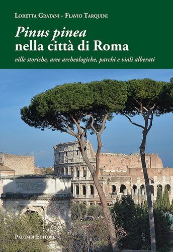 Pinus pinea nella città - pinea, di