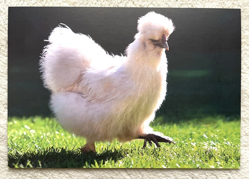 Cartolina postale pollo di - postale,