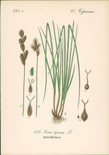 Chromolithographie 