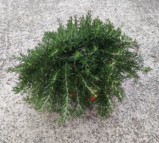 1 Pianta Vigorosa Rosmarino