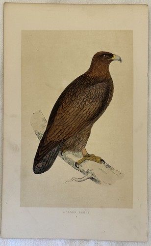 Morris golden eagle - morris,