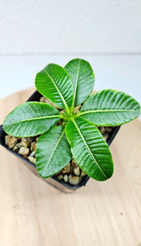 Pachypodium windsorii - ️,