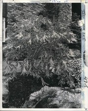 1973 Stampa Foto Oxydendron
