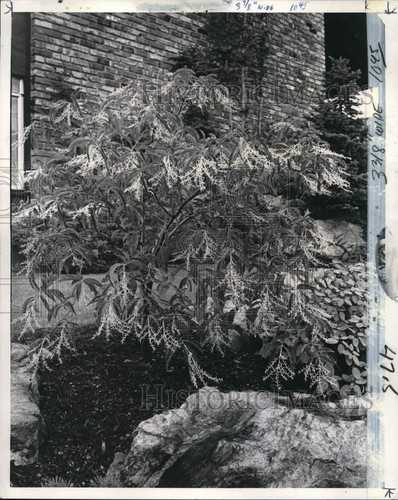 1973 stampa foto oxydendron - foto,
