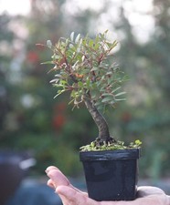 Prebonsai Lentisco