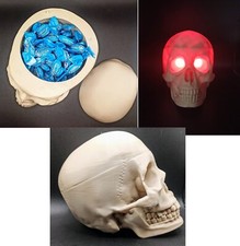 Replica 1:1 teschio umano - 3