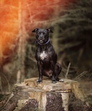 POSTER ADESIVO QUADRO MANIFESTO DECORAZIONE CASA - PITBULL DOG AMSTAFF DOGO