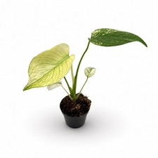 Monstera deliciosa 'Mint